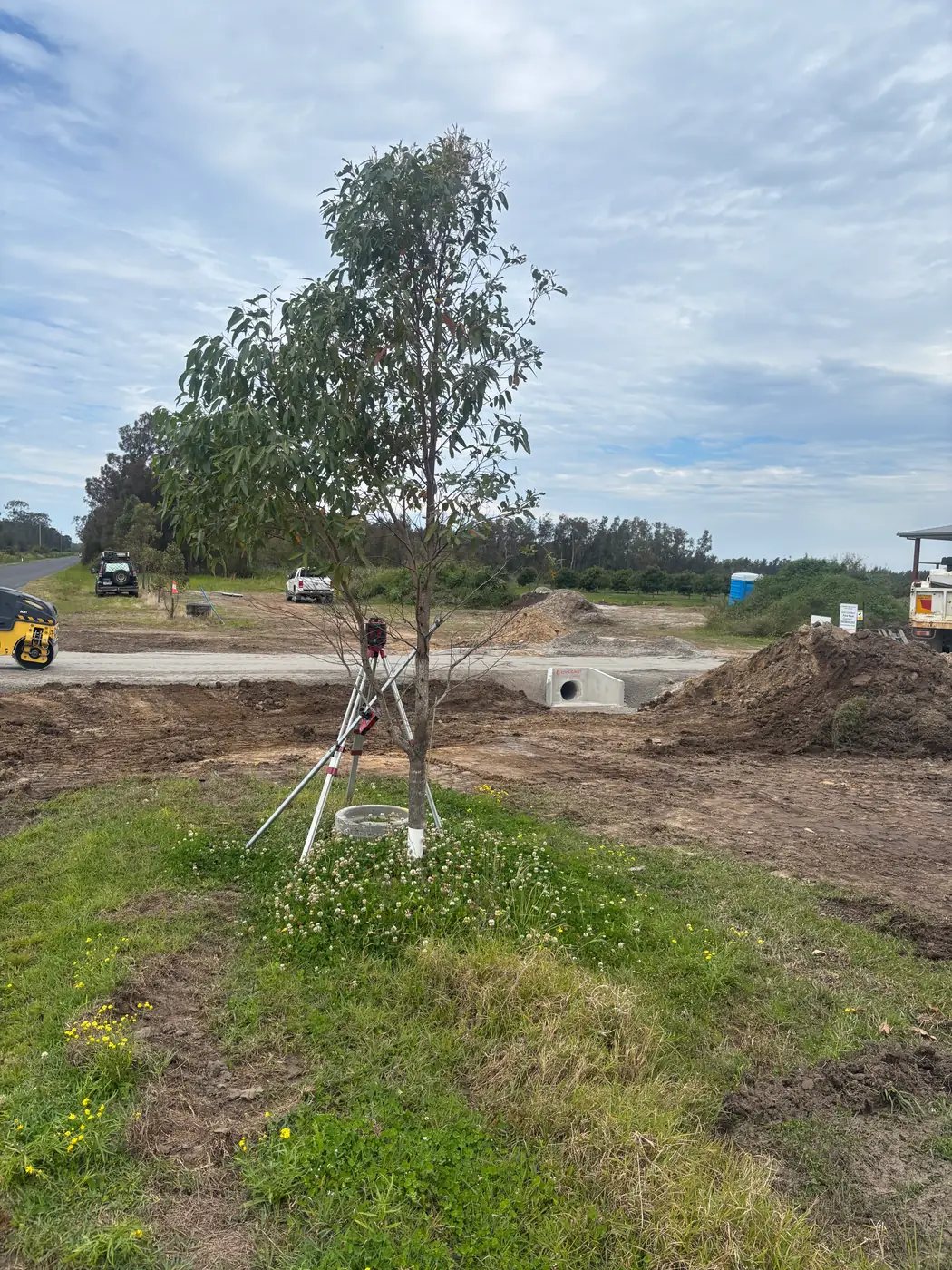 Street tree planting and landscaping on a new subdivision